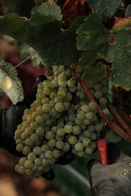 Neon Wines Sustainability