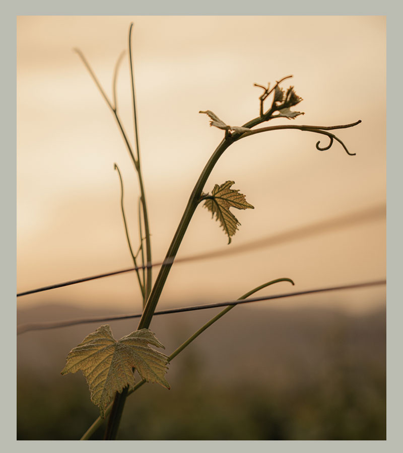NEON WINES SUSTAINABILITY